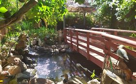 Lotus Turtle Garden Eilat
